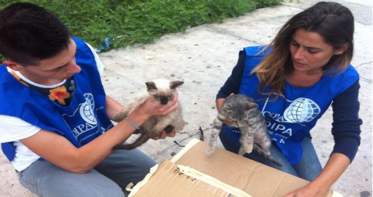 Quattro gattini abbandonati dentro una scatola di cartone salvati dall'Oipa - 