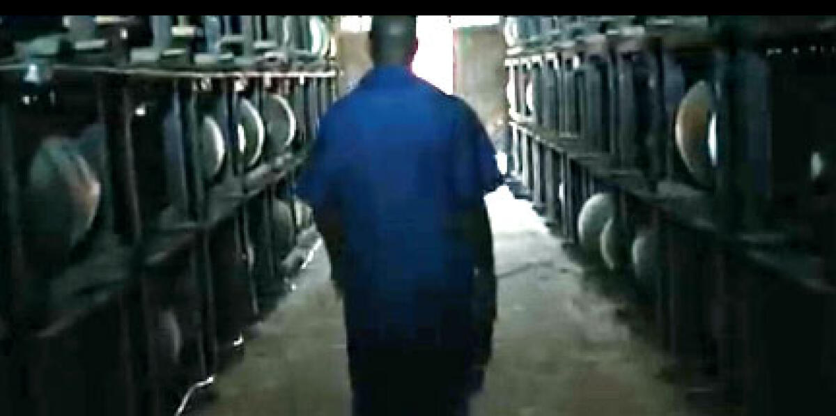 Azienda paga 2600 euro per bere rum in Giamaica: ecco il lavoro dei sogni - 