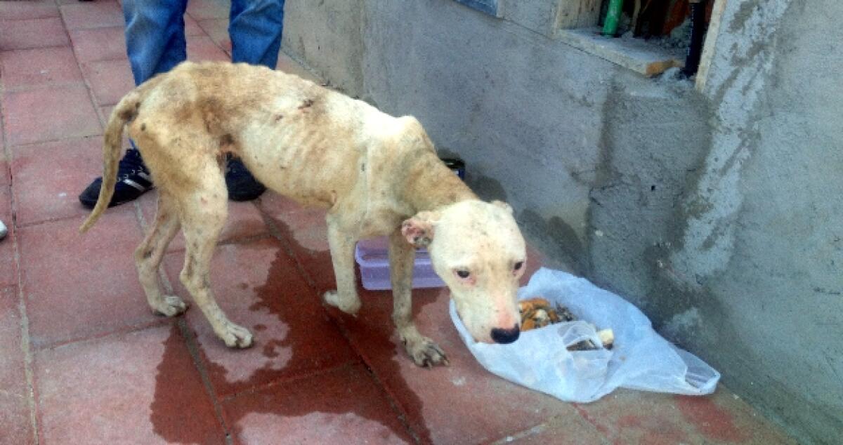 Pitbull aggredisce un agricoltore: adesso rischia l'amputazione di un dito - 