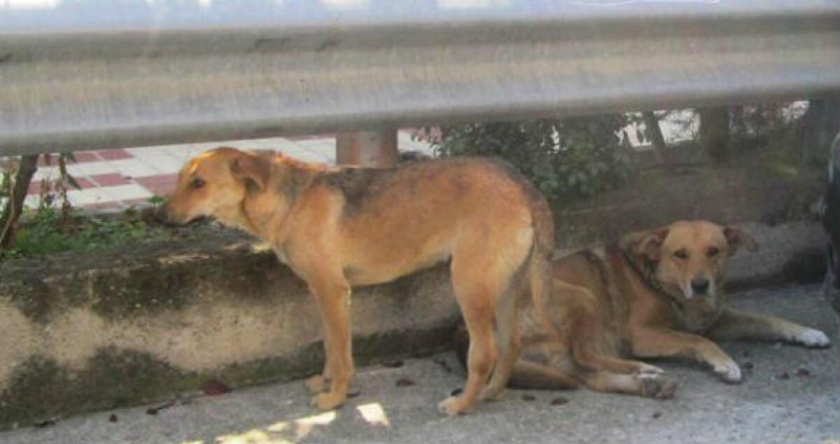 I branchi di randagi preoccupano: la commissione, "troppe zone calde" - 