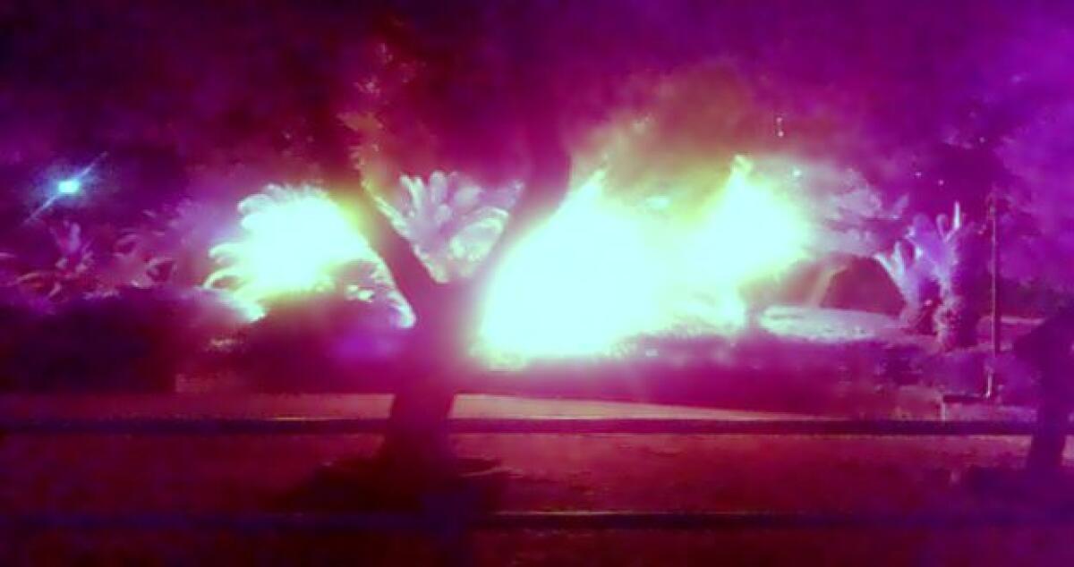 Piove ma  tre palme bruciano sotto il museo, intervento dei vigili del fuoco - 