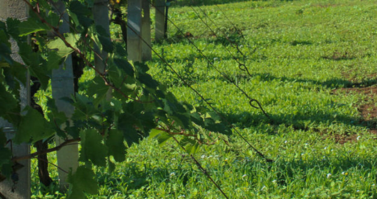 I ladri in un'azienda agricola a Bulala, portati via anche i tiranti per l'uva - 