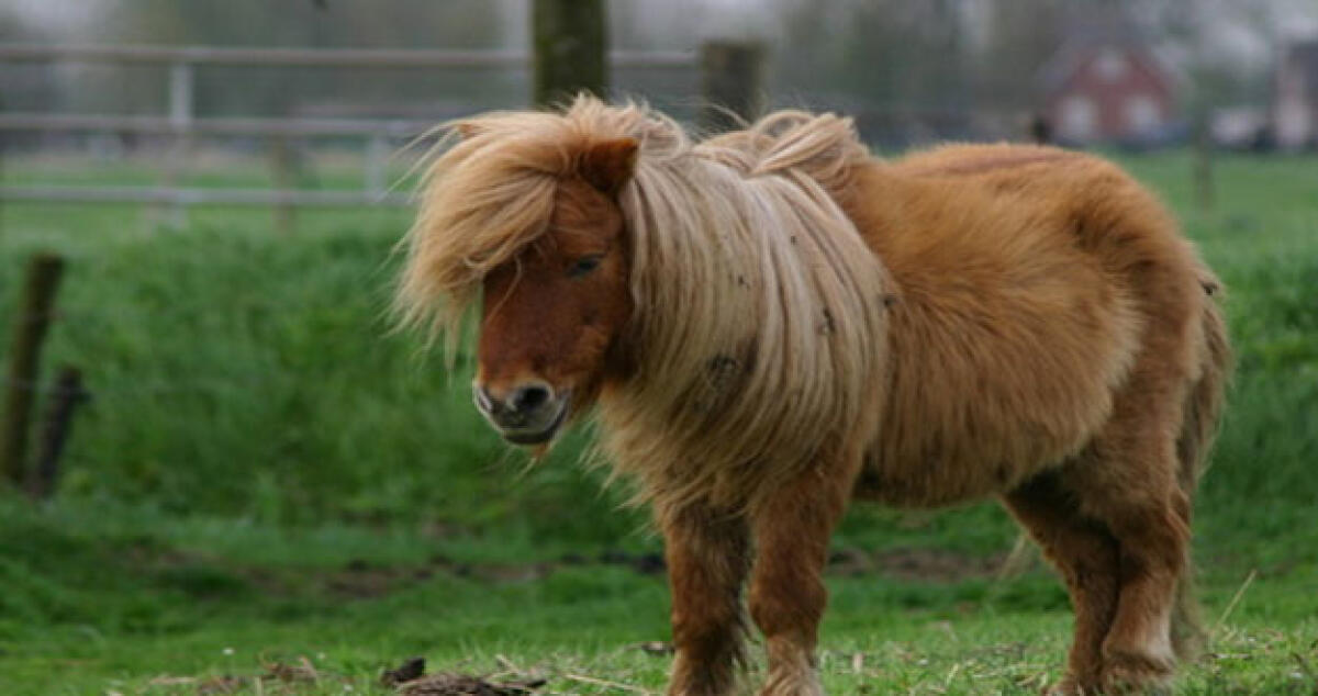 Ha fatto sesso con un pony, l’accusa è choc: “Era sudato e puzzava di cavallo" -