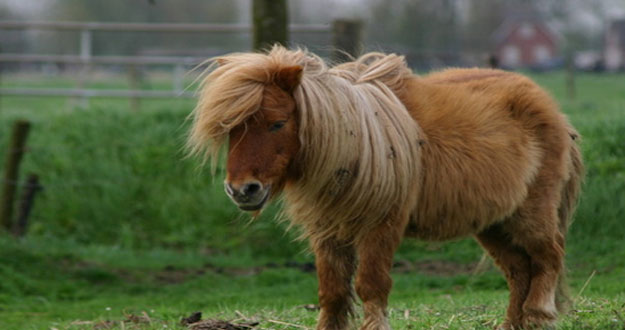 pony.jpg