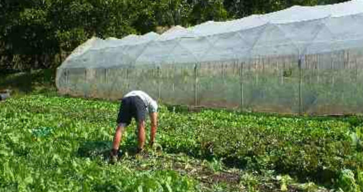 I prezzi aumentano ma le banche non fanno credito: l'agricoltura respira a fatica -