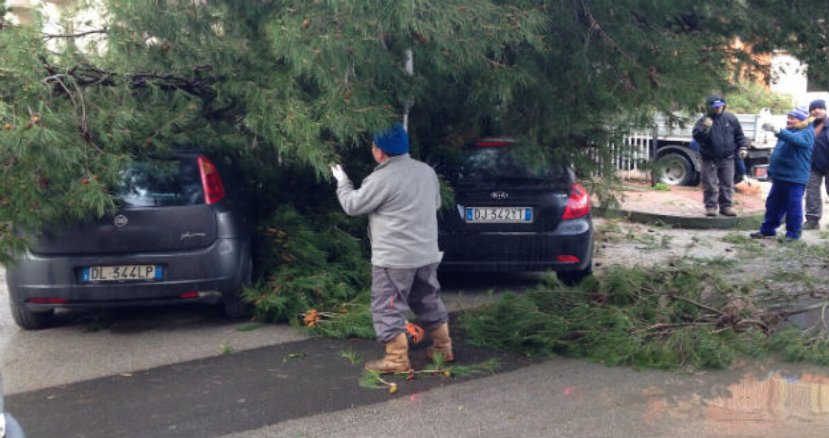 Un albero travolge due auto in via Pitagora, rischio per decine di studenti - 