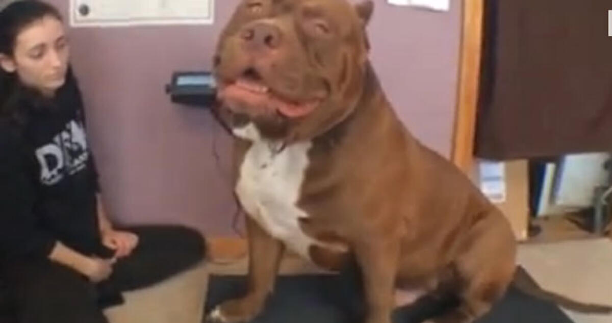 Hulk, il pitbull gigante che pesa 73 chili - 