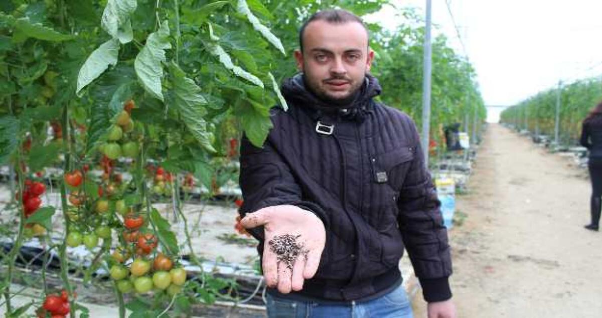 Dall'uso del cocco e della perlite nascono l'uva da tavola e i pomodorini di qualità - 