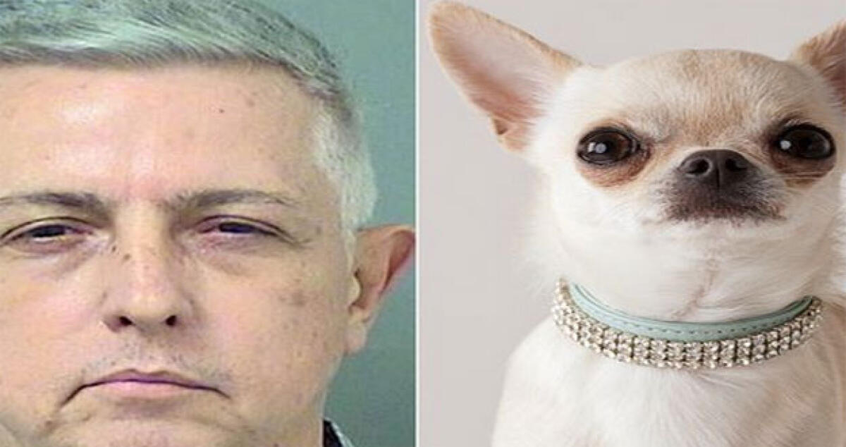“Ho fatto sesso con il mio Chihuahua”. La moglie lo riprende e lo fa arrestare -