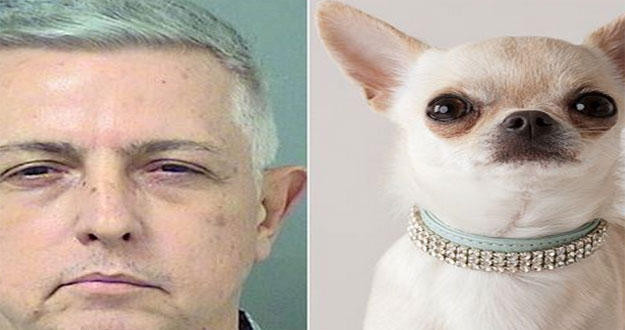 violenza-cane.jpg