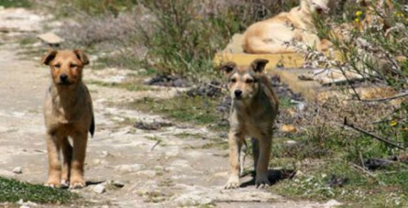 0-cani.jpg