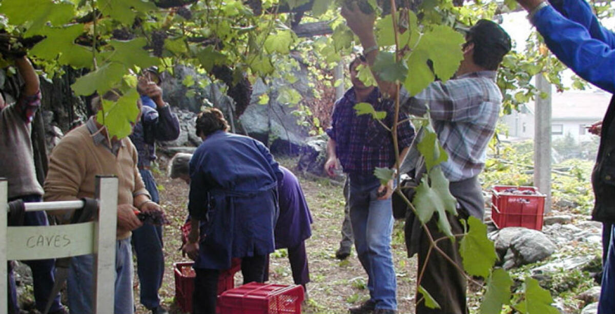 Controlli su un'azienda agricola, gli operai passati a una cooperativa fittizia? Il titolare a processo -