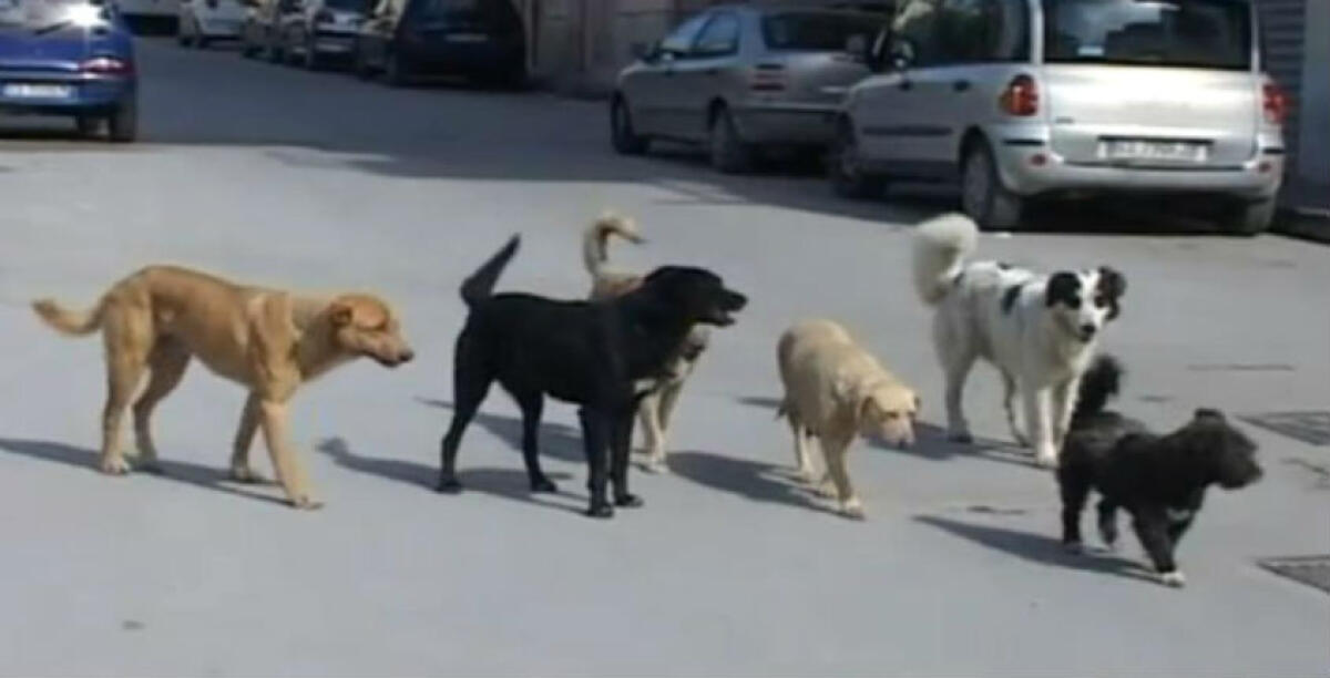 Un cane contro un bambino di appena otto anni, il piccolo stava giocando in strada - 