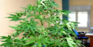 pianta-marijuana.JPG
