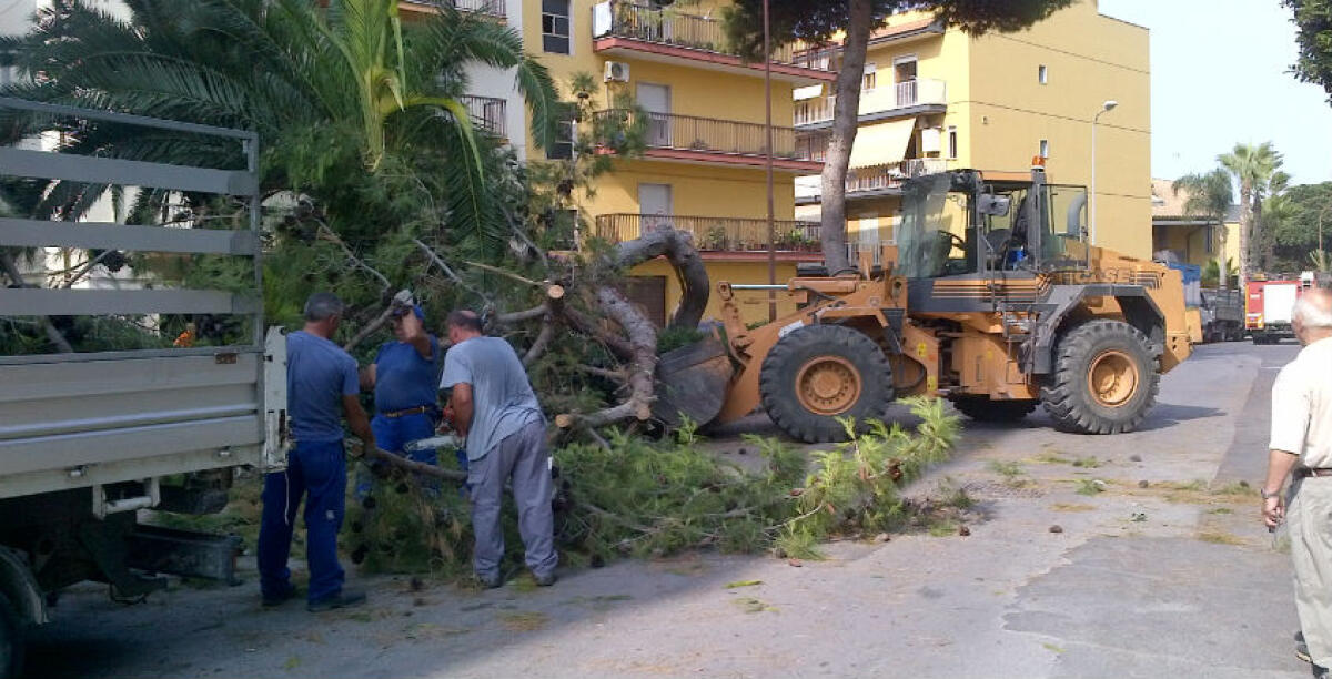Un albero travolge due auto in via Morselli, la zona è stata transennata: paura tra i residenti - 