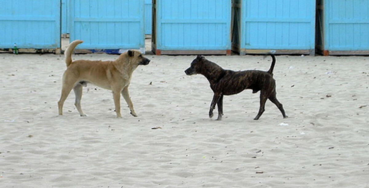 Ancora un branco di cani randagi a Macchitella, un giovane si salva gettandosi in mare - 