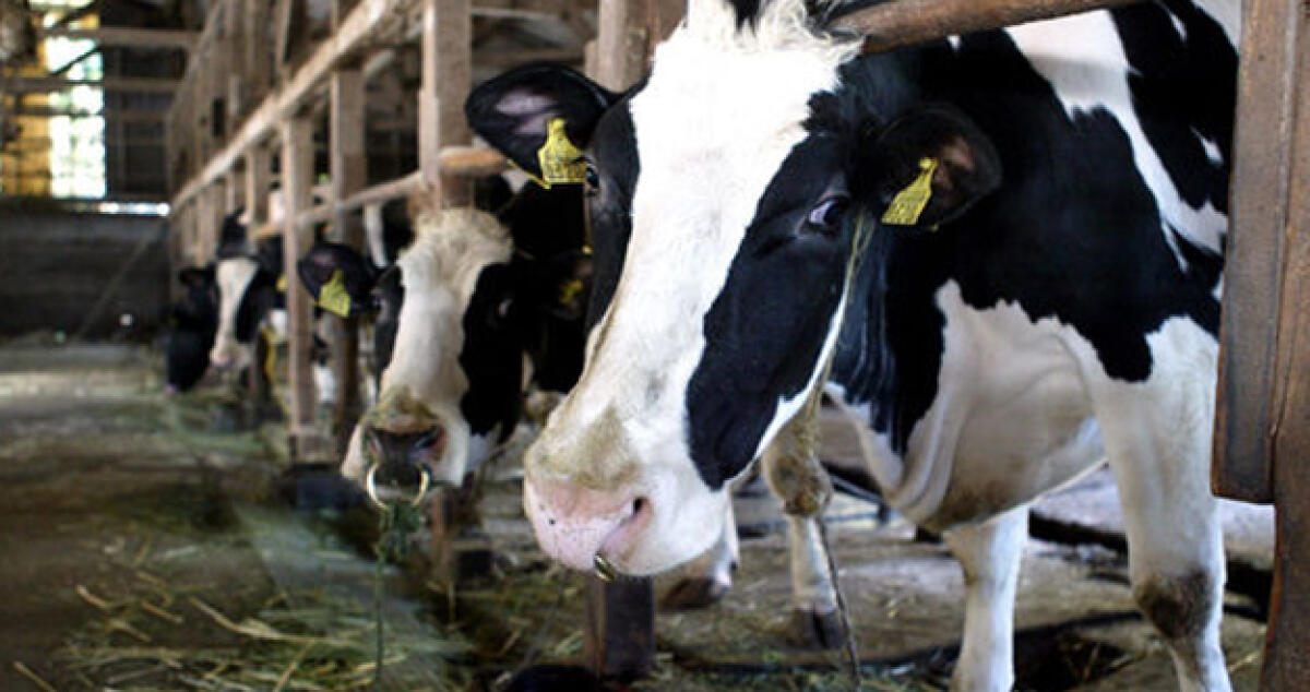 Controlli in un ovile di contrada Amato, uno dei capi è "suscettibile alle encefalopatie spongiformi" - 