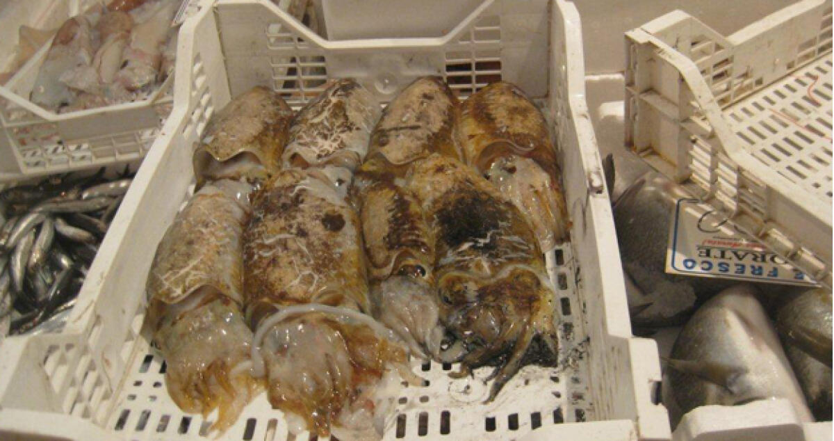 Blitz della Capitaneria di Porto in ristoranti e pescherie, sequestrati 17 kg di pesce - 