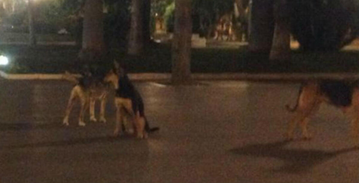 Si appartano a Montelungo e un branco di cani li attacca, feriti due giovani: medicati al pronto soccorso - 