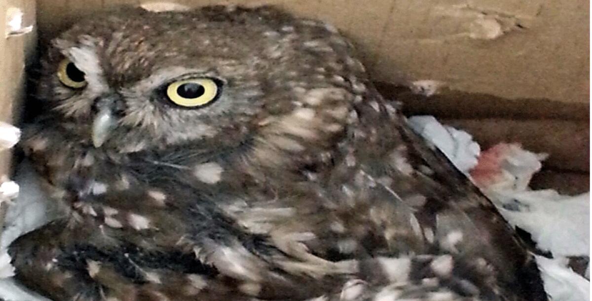 Trova una civetta ferita e la soccorre, gesto di altruismo di un giovane -