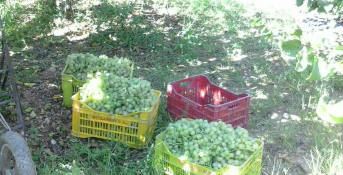 Stava portando via due quintali d'uva, arrestato un trentacinquenne catanese in contrada Priorato - 