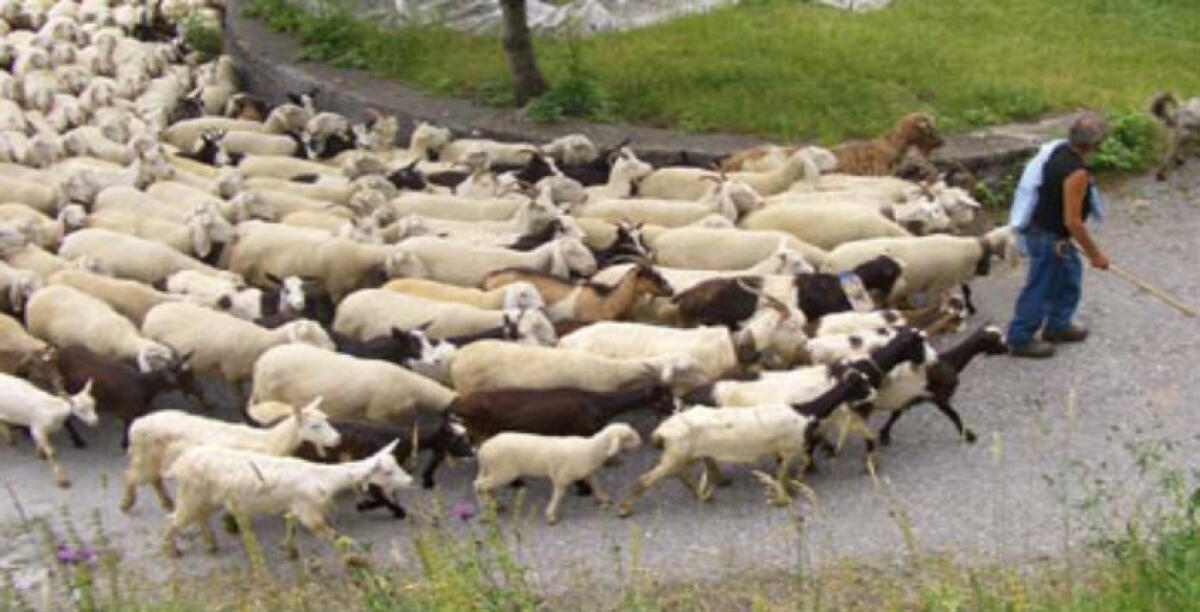 Rivalità per i pascoli a Bulala, dopo il tentato omicidio arriva una nuova accusa per un quarantottenne -