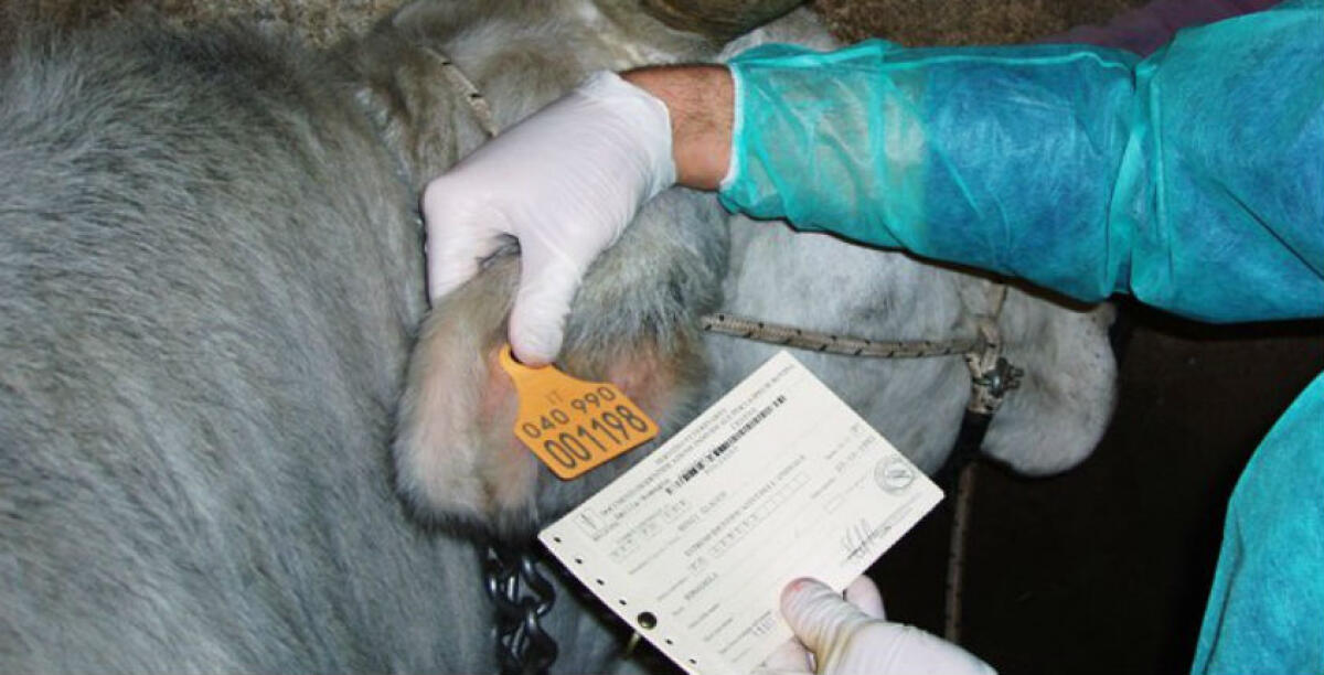 Dal latte ai molluschi, catena alimentare sott'esame: un pool di controllo sull'impatto industriale in città - 