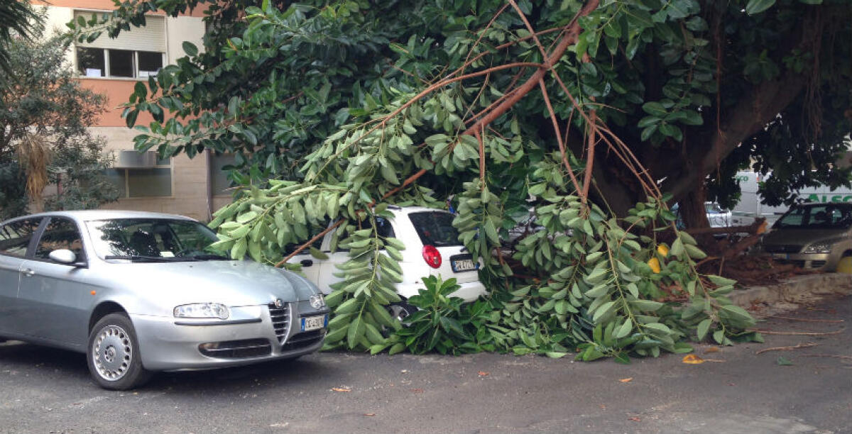 Un albero travolge diverse auto nel piazzale dell'ospedale, una donna ha rischiato di essere colpita - 
