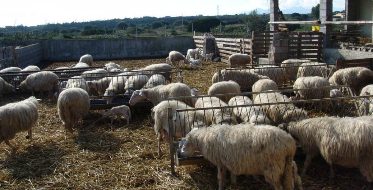 I Nas in diversi ovili, controlli su capi di bestiame e prodotti: allevamenti passati al setaccio -