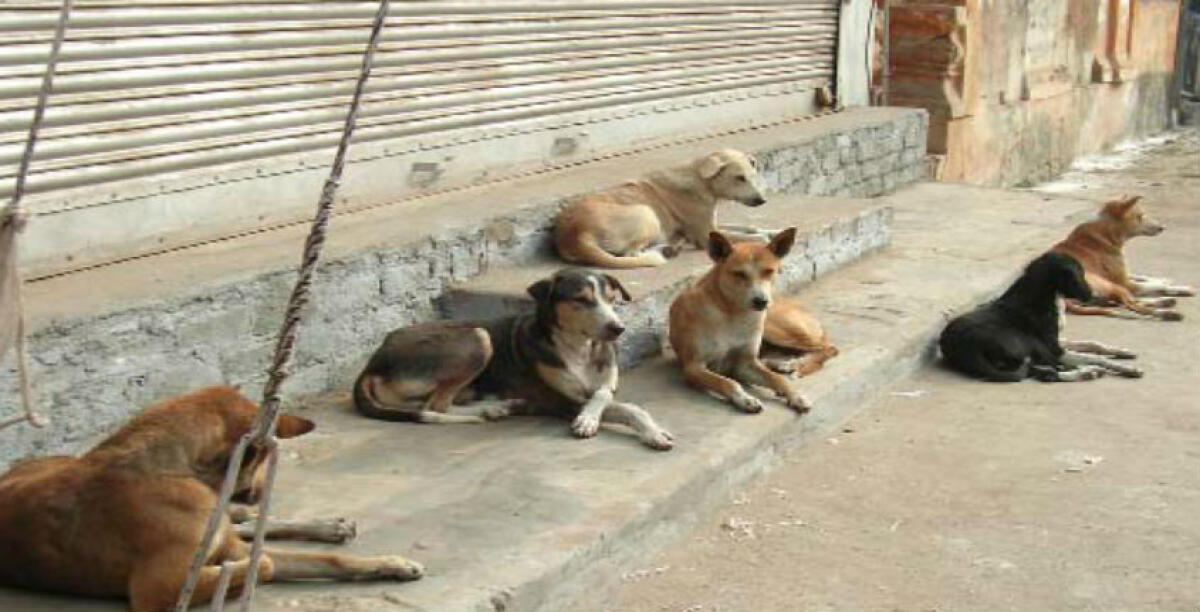 Salvano un cane a Montelungo che poi li aggredisce, paura per vigili urbani e operatori di Ambiente Italia - 