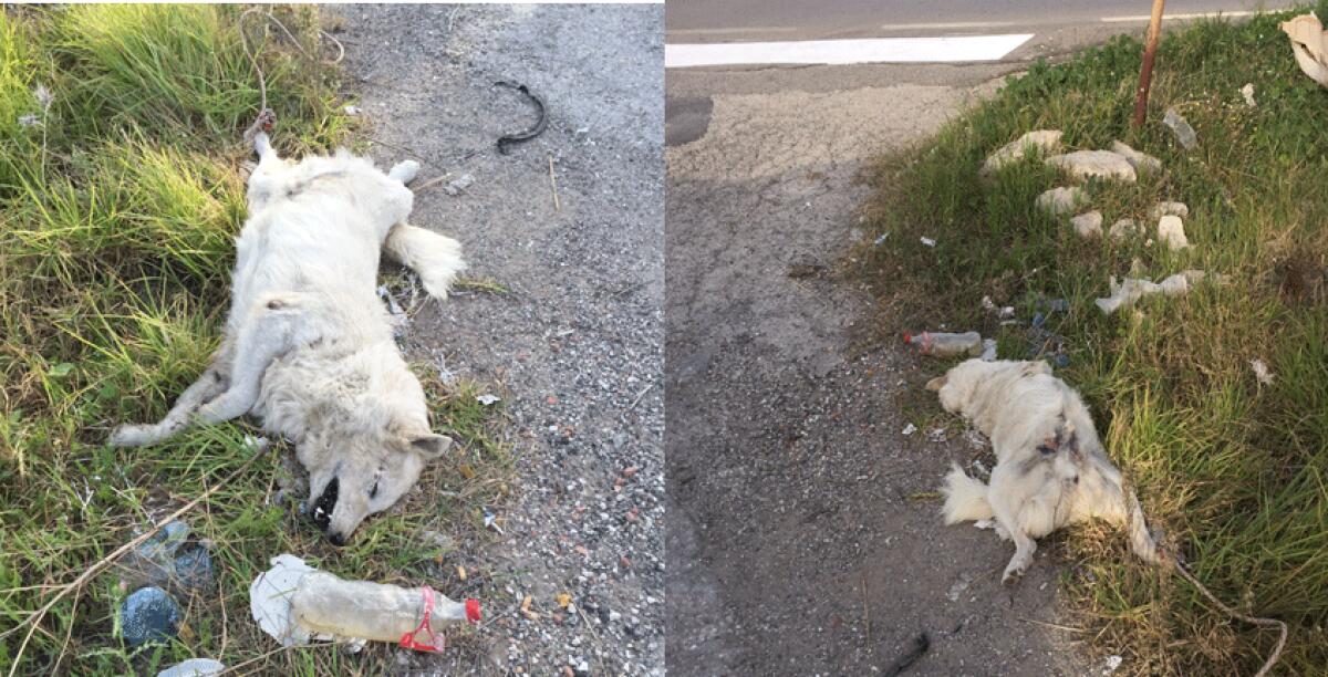 Ancora un randagio seviziato ed ucciso, allarme dell'Oipa: agisce sempre la stessa mano - 