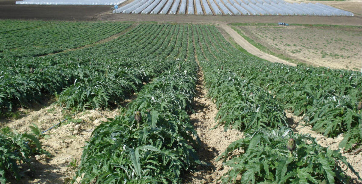 Prezzi troppo bassi e acqua alle stelle, ombre sull'agricoltura ma "il comparto locale sta reggendo" - 