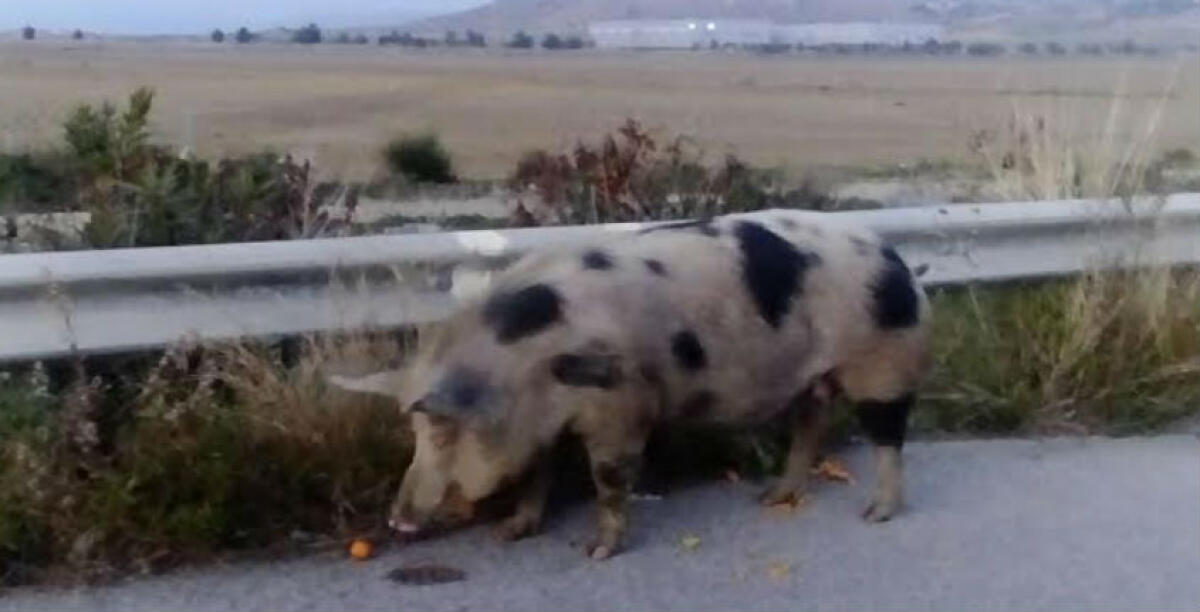Maiale mette in fuga automobilisti, emergenza in contrada Brucazzi - 