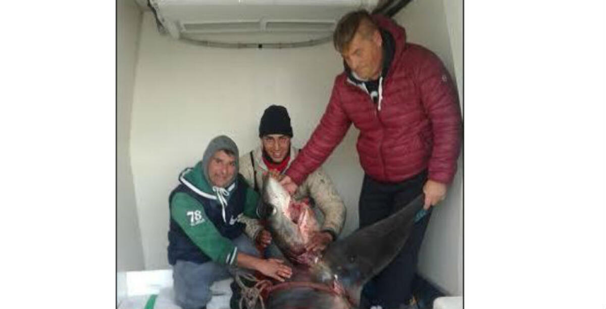 Una verdesca catturata a largo, probabilmente attratta dalla scia di un peschereccio - 