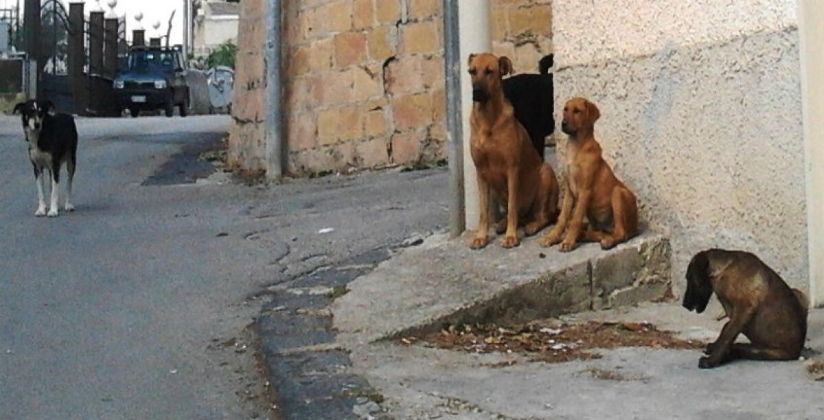 I randagi rimangono un problema, tanti branchi liberi in città: Bonura, "si utilizzino i terreni del Comune" - 