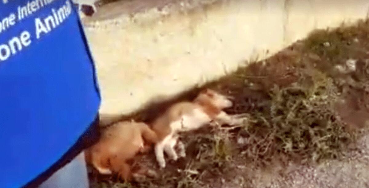 Orrore in periferia, 4 cuccioli uccisi a bastonate. L'Oipa denuncia una nuova barbarie - 