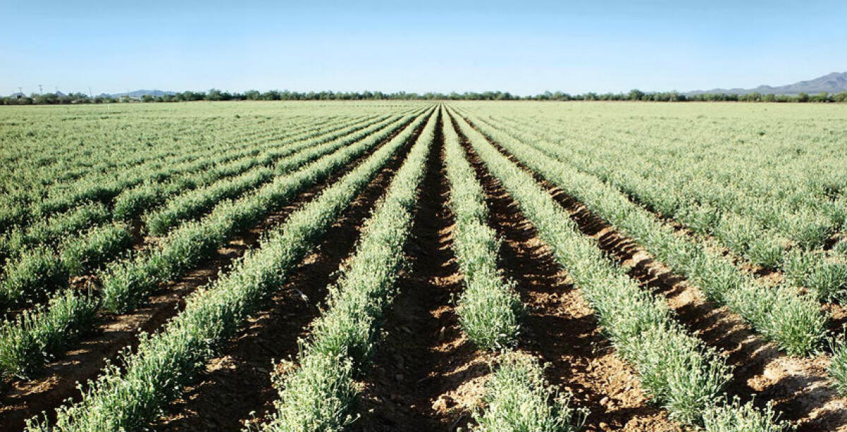 Scioperi e proteste...e cosa rispunta dopo due anni? Il guayule: Eni pronta alla sperimentazione - 