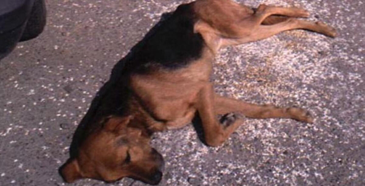 Maltrattavano un cane in via Niscemi, denunciati due minorenni rumeni - 