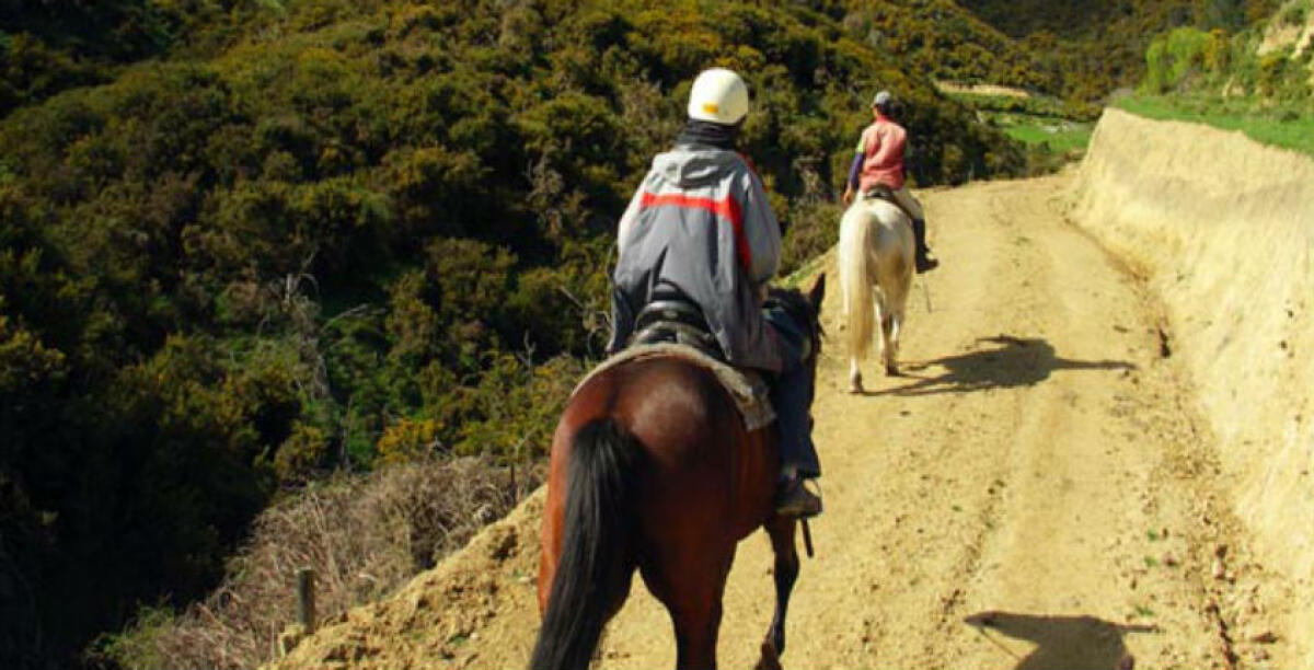 Colpito e trascinato via da un cavallo, ferito un ventenne: provvidenziale l'intervento di un familiare - 
