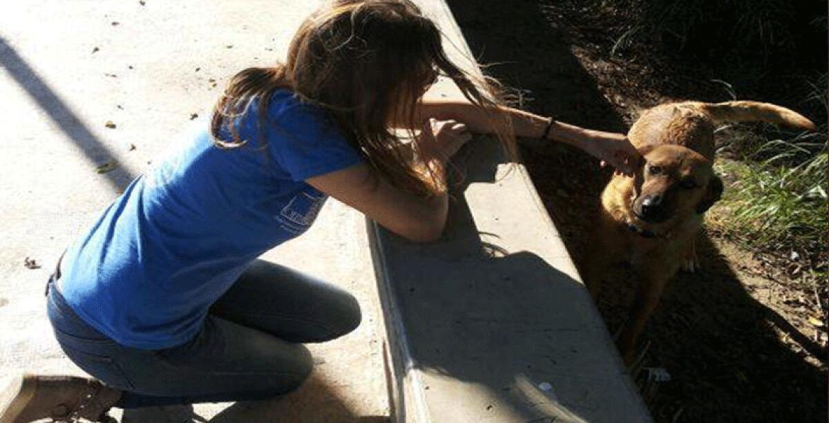 Un bonus per adottare un cane randagio, M5S: "Risparmieremmo 400 mila euro l'anno" - 