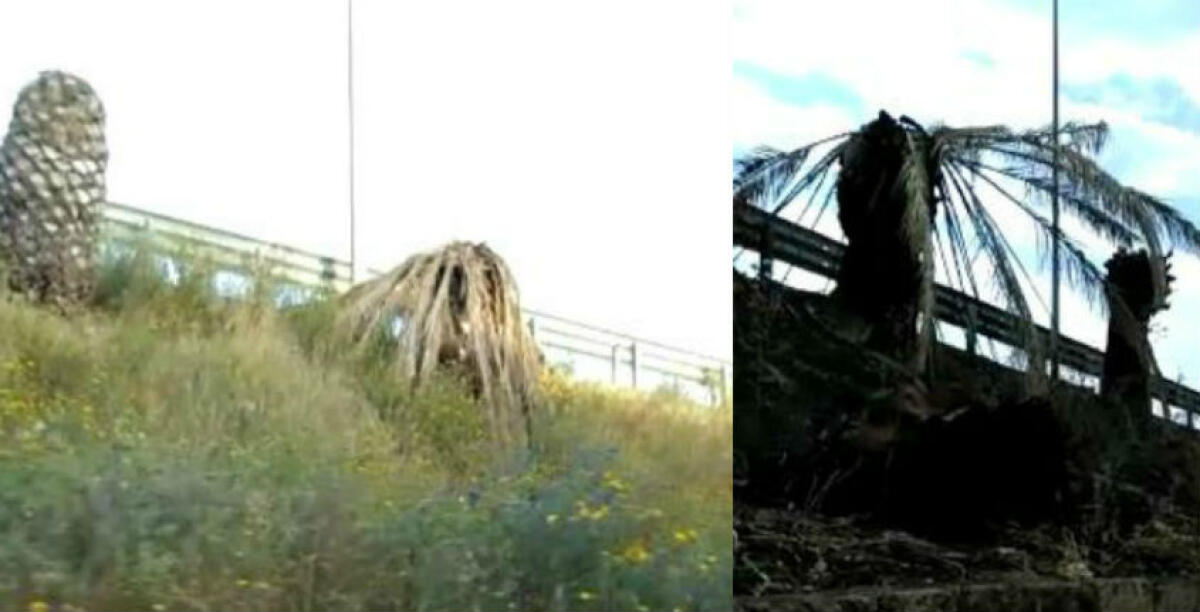 Vegetazione spontanea e incendi, condizioni sempre più precarie a ridosso del cavalcavia di Settefarine - 