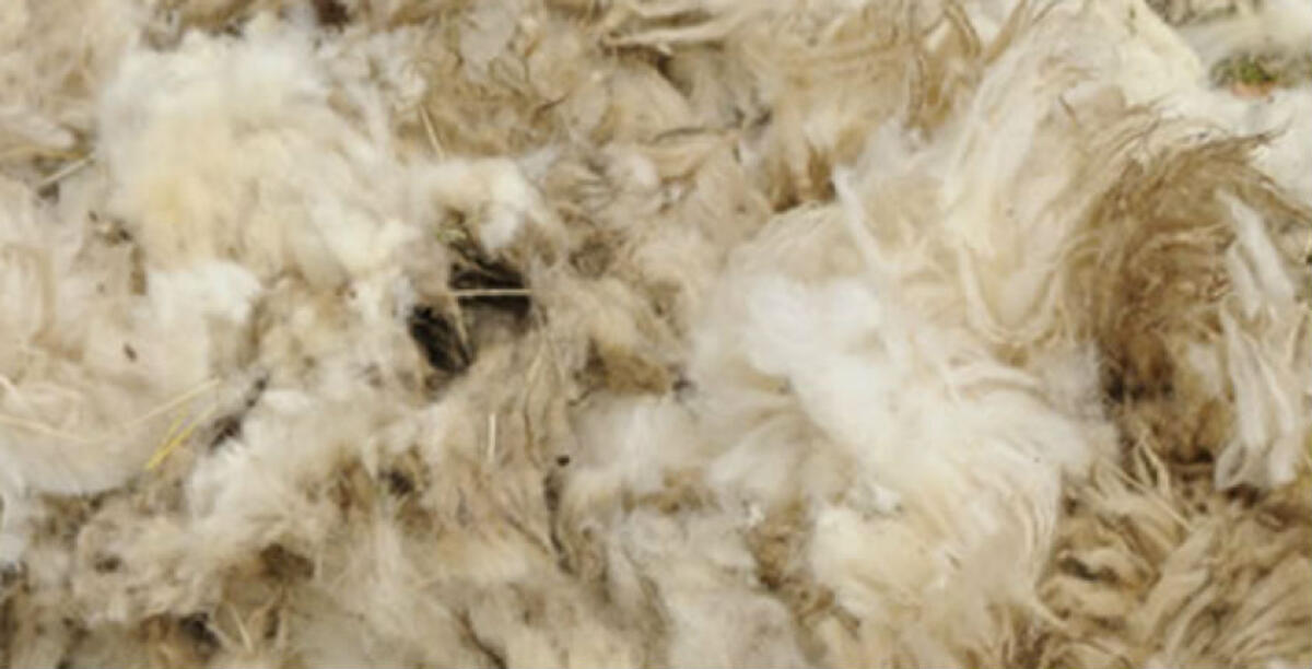 Le lane di scarto come fertilizzanti low cost per i terreni, il progetto arriva in città - 