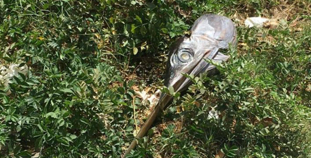 La testa di un pesce abbandonata per strada, è spuntata in via Romagnoli - 