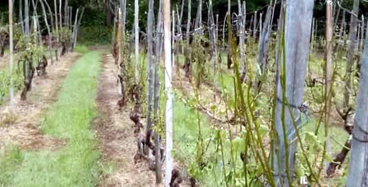 Vandali in azione nelle campagne, danneggiata l'azienda di Casano - 