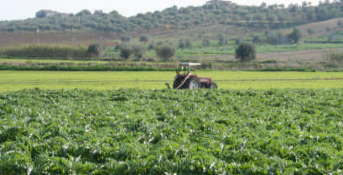 Le campagne locali in crisi, Lo Nigro: "Canapa e cotone non sono le vere soluzioni" - 