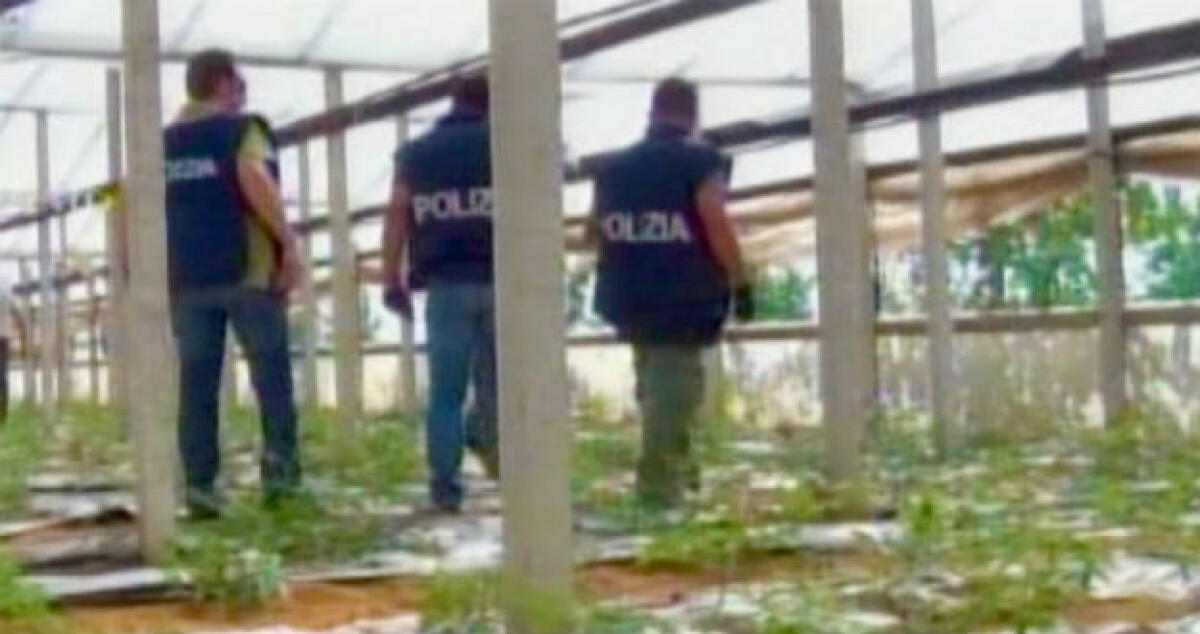 Tremila piante di marijuana scoperte dai carabinieri, scatta la denuncia per un quarantunenne: la droga valeva due milioni di euro - 