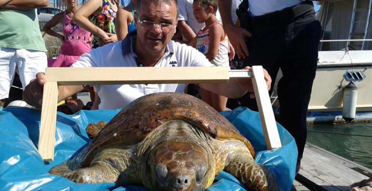 Salvata  una tartaruga caretta caretta trovata con un amo infilzato nell'intestino - 