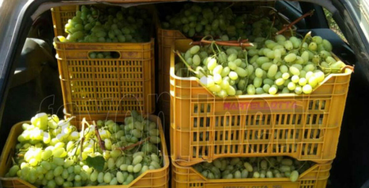 Trovati con 160 kg di uva rubata sulla Gela-Butera, denunciati tre gelesi -