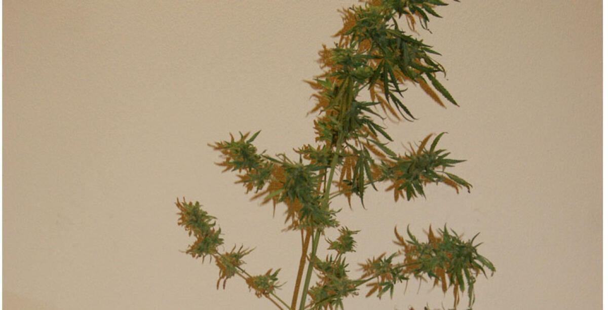 Coltivava una pianta di marijuana nella stanza da letto, denunciato 28enne - 