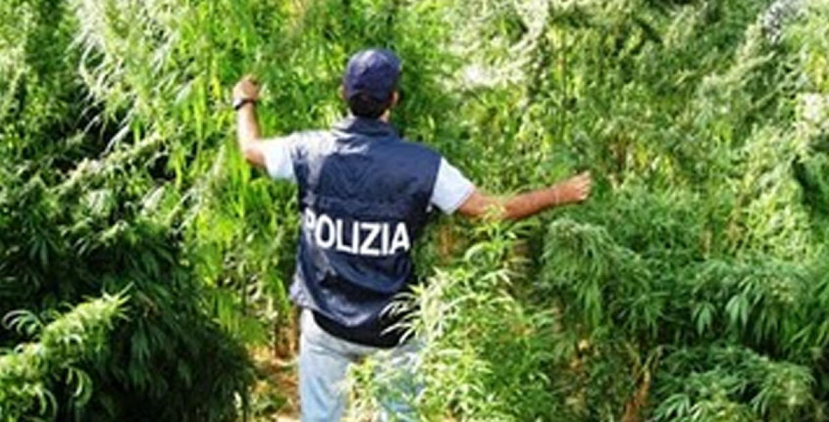 Sequestrata una piantagione di marijuana a Bulala, i poliziotti hanno arrestato tre persone - 